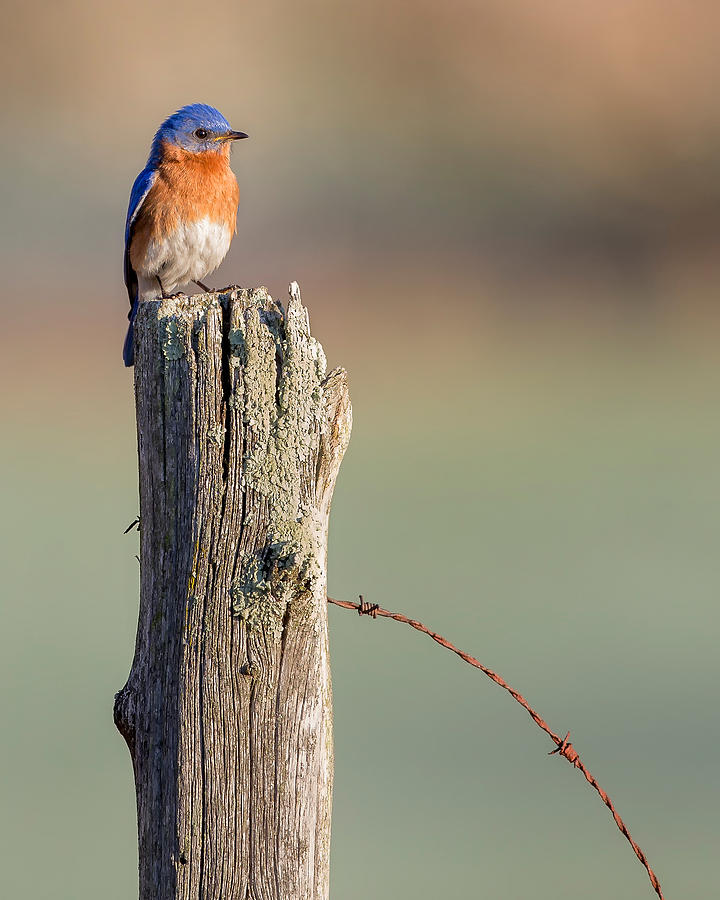 Bluebird Portrait Photograph by Bill Wakeley