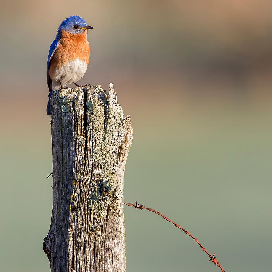 Bluebird Portrait Square Photograph by Bill Wakeley