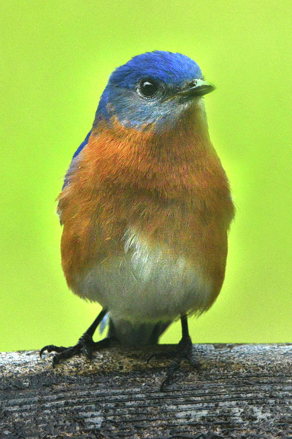 Bluebird Pose Photograph by Jerry Griffin