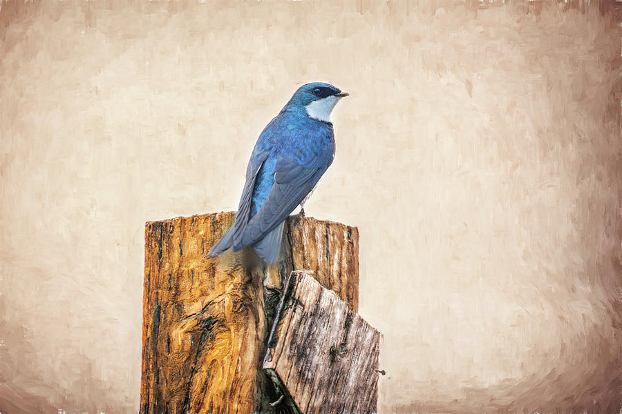 Bluebird Post Photograph