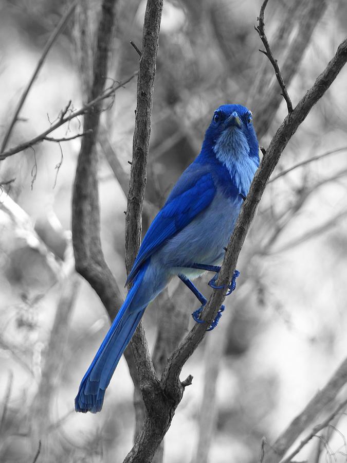 Bluebird Photograph by Rand Ningali