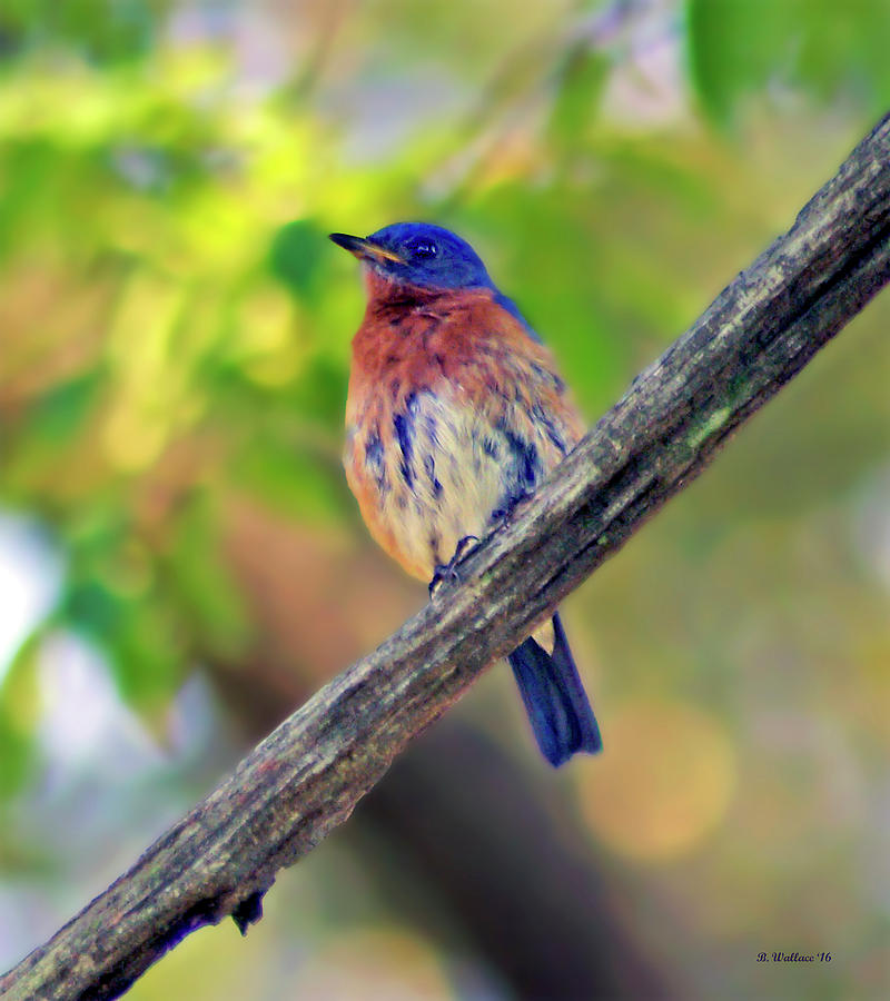 Bluebird Resting Photograph by Brian Wallace