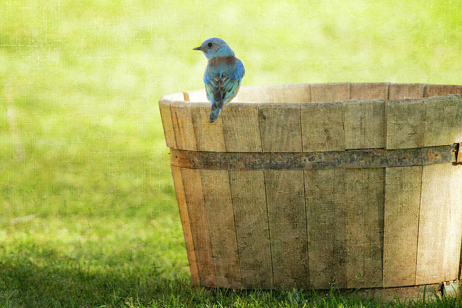 Bluebird Resting on Bucket, Textured Photograph by Susan Gary