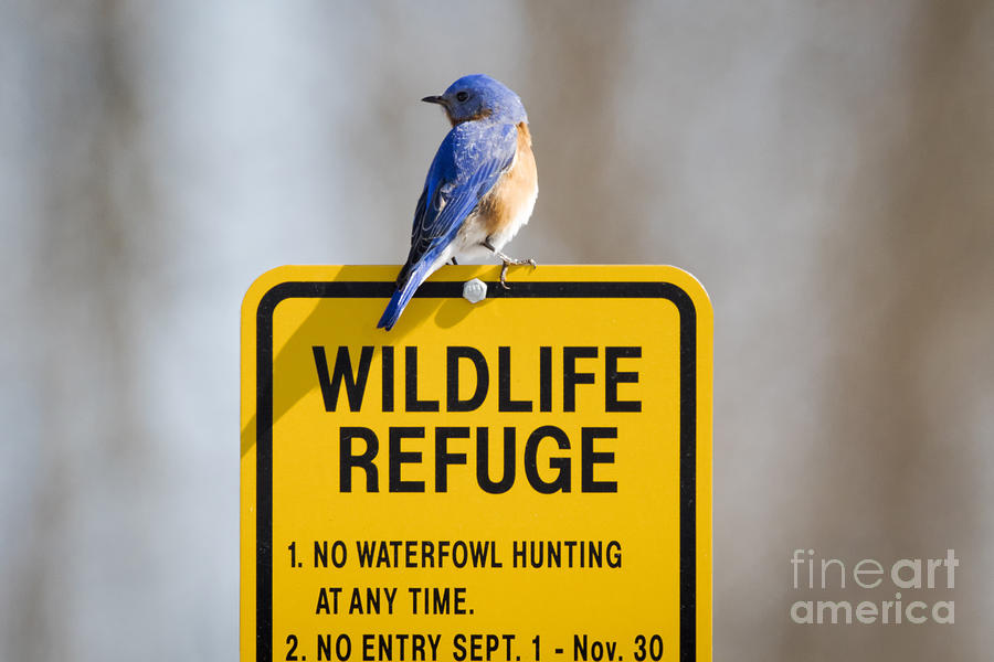 Bird Photograph - Bluebird  by Ricky L Jones