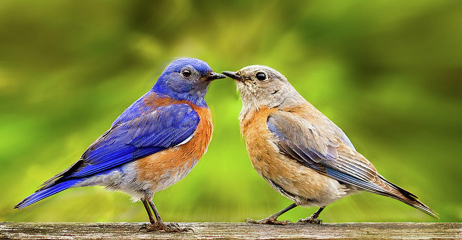 Bluebird Romance Photograph by Jean Noren