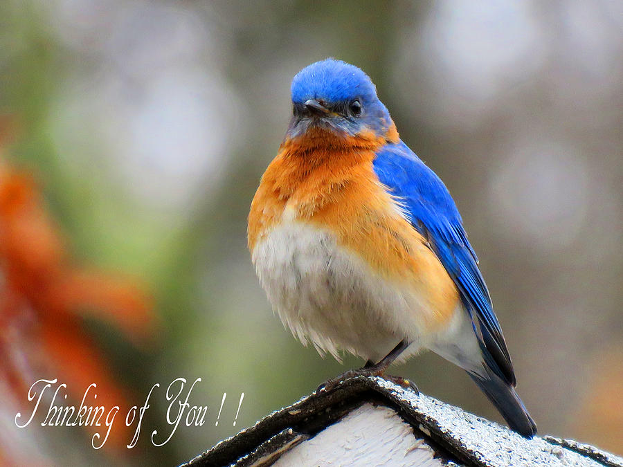 Bluebird Sentiments Photograph by Dianne Cowen Cape Cod Photography
