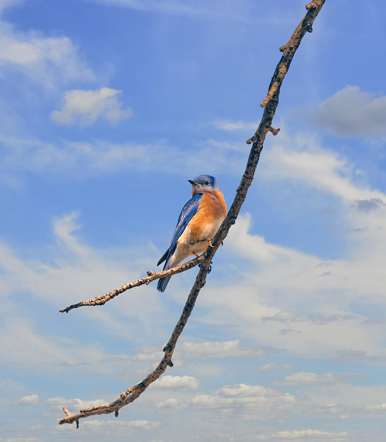 Bluebird Sky Photograph