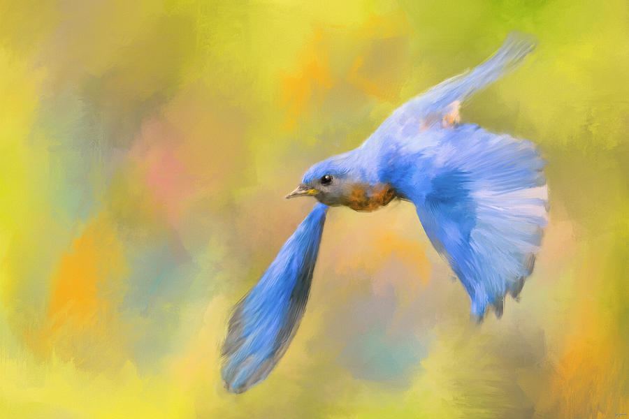Bird Painting - Bluebird Spring Flight by Jai Johnson