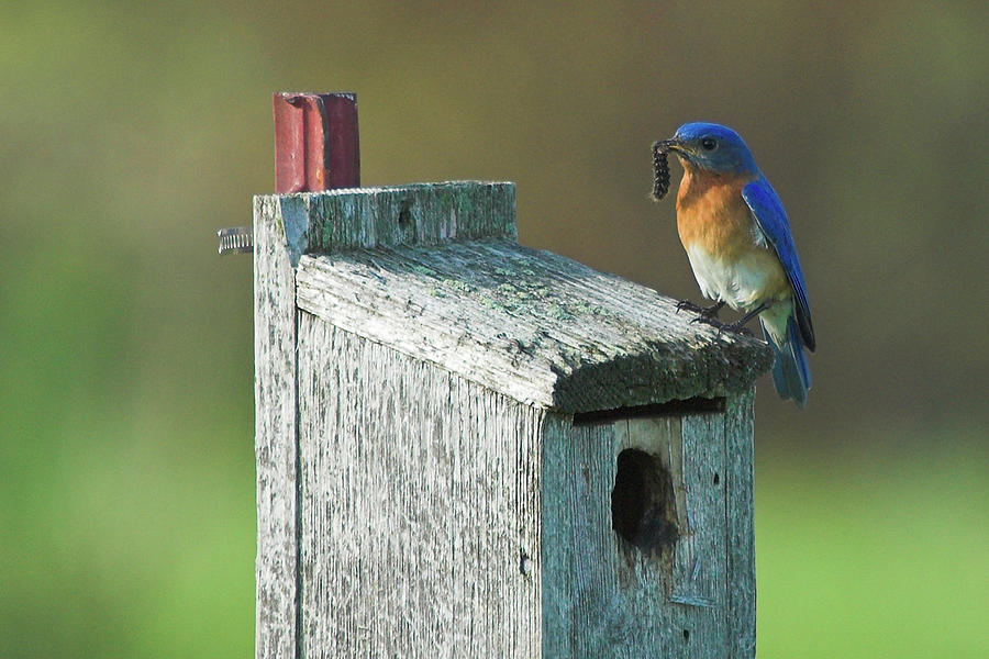 Bluebird Photograph by Steve Stuller