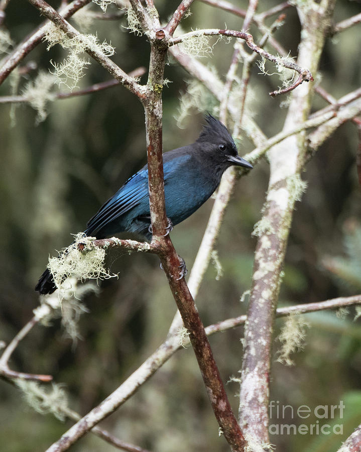 Bluebird Photograph by Steven Natanson
