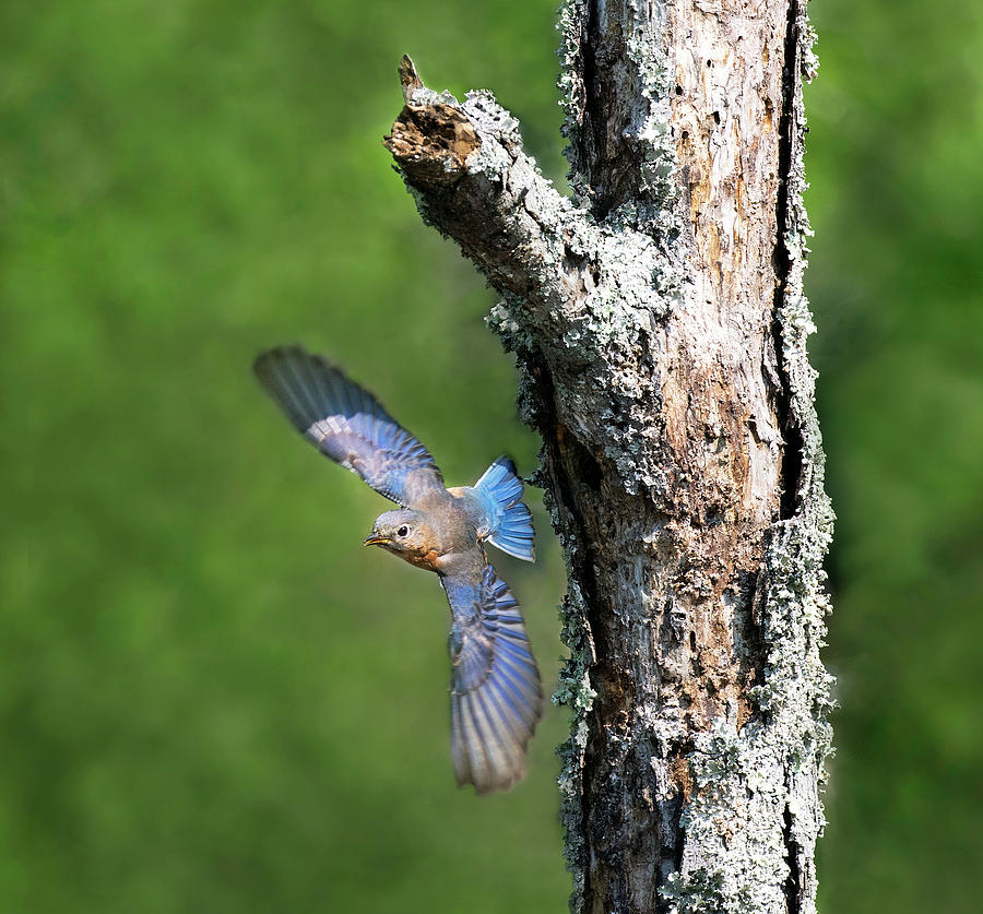 Bluebird Swoop Photograph by Art Cole