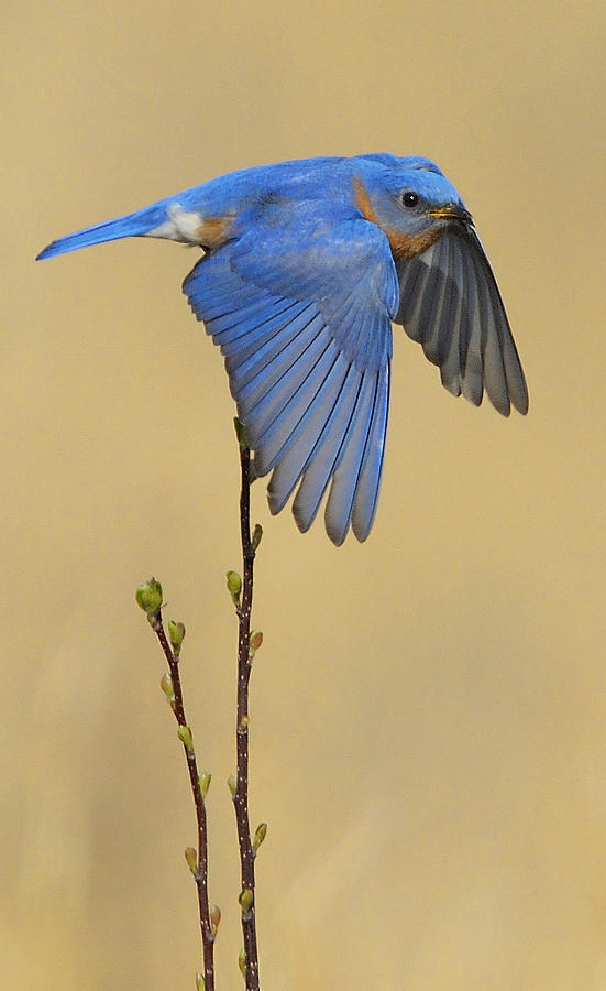 Bluebird Photograph - Bluebird Takes Flight by William Jobes