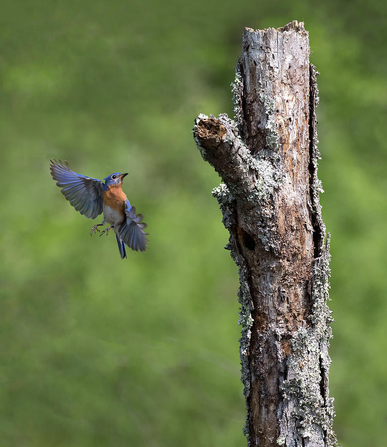 Bluebird Tree Ballet Photograph by Art Cole
