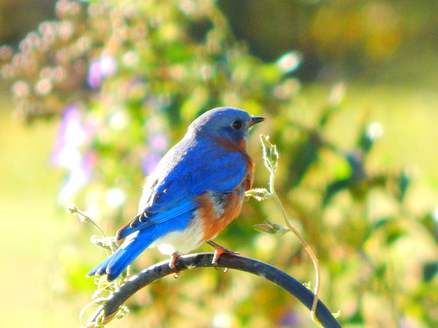 Bluebird Photograph by Virginia White