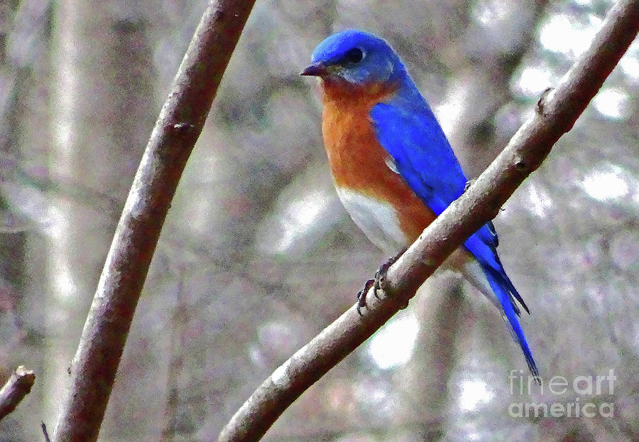 Bluebird Visit Photograph by Eunice Warfel