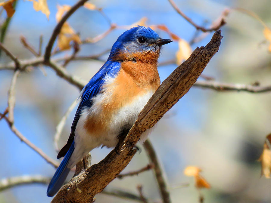 Blue Bird Watch Photograph by Dianne Cowen Cape Cod Photography