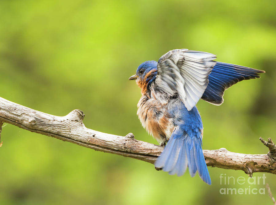 bluebird wings