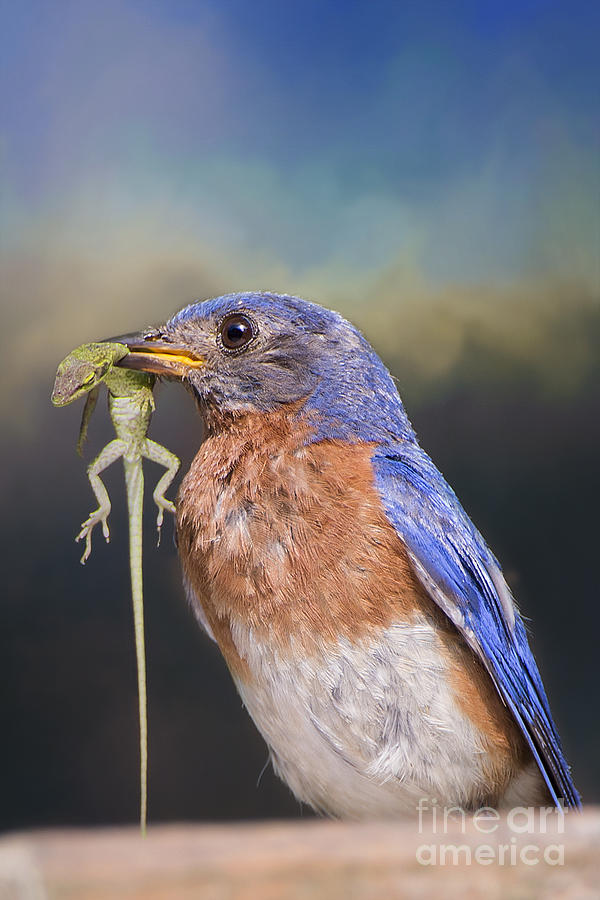 Bluebird with Lizard Photograph by Bonnie Barry