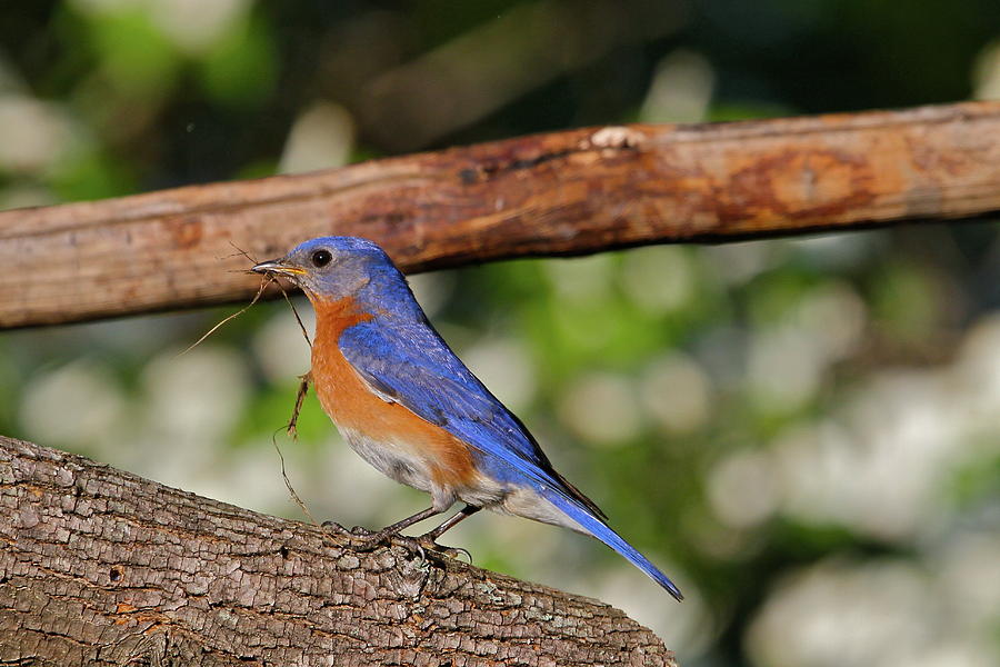 Bluebird With Nesting Material Photograph by Carl Smith Fine Art America