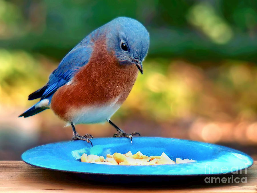 Bluebirds Dinner Photograph by Sue Melvin