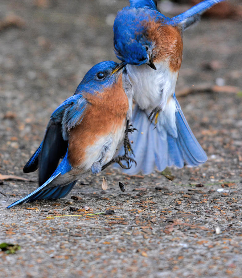 Bluebirds Fighting 011020164816 Photograph