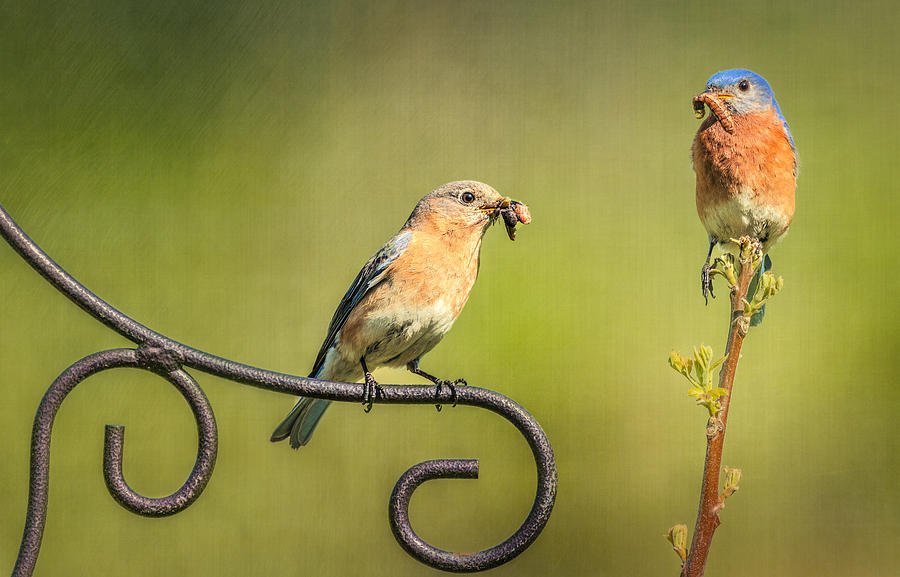 Bluebirds Gather Food For Chicks Photograph by Susan Candelario