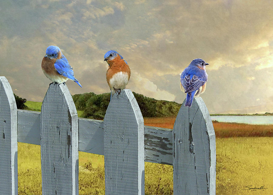 Bluebirds In My Heart Digital Art by M Spadecaller