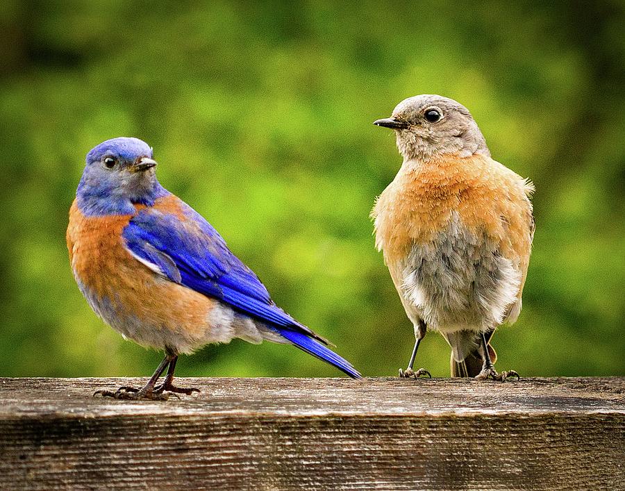 Bluebirds Photograph by Jean Noren