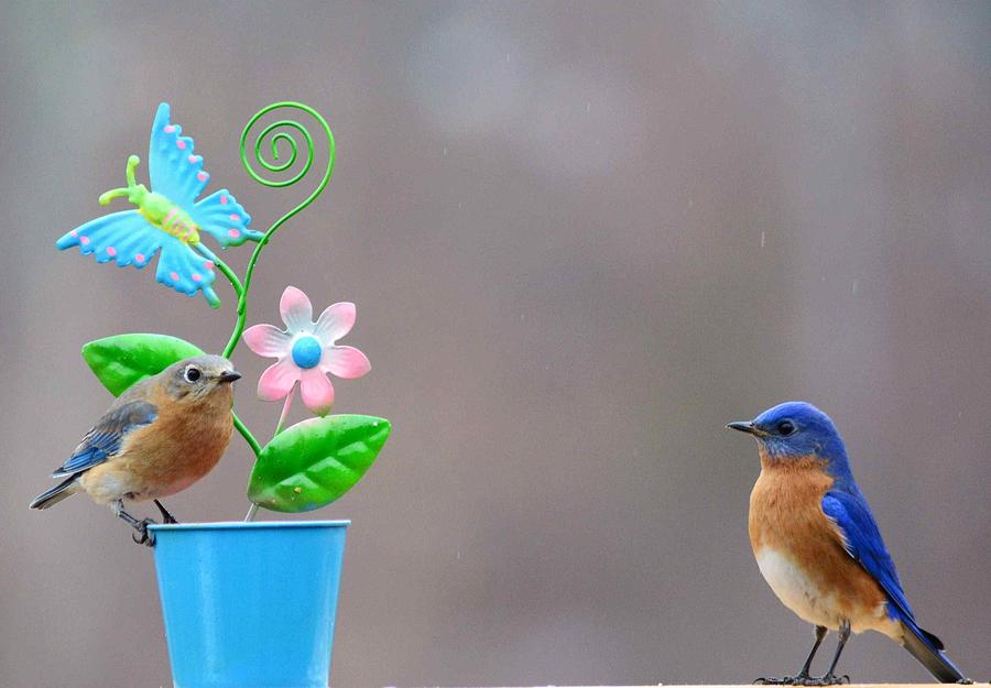Wildlife Photograph - Bluebirds Ladies First by Judy Genovese