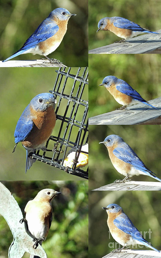 Bluebirds Photograph by Lizi Beard-Ward
