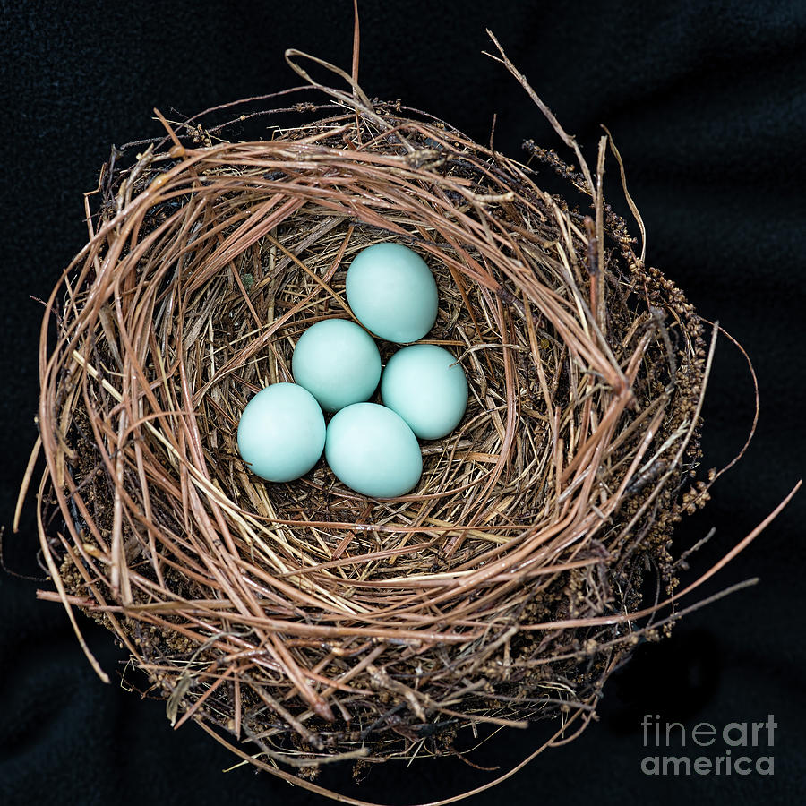 Bluebirds Nest Photograph by Bonnie Barry