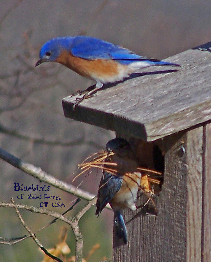 Bluebirds of Gales Ferry Photograph by Patrick J Maloney