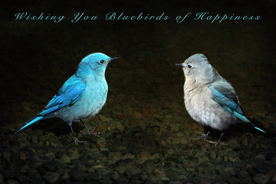 Bluebirds of Happiness Photograph by Belinda Greb