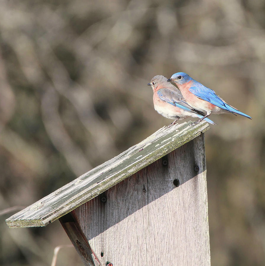 Bluebirds On Bluebird House Photograph by Dan Sproul