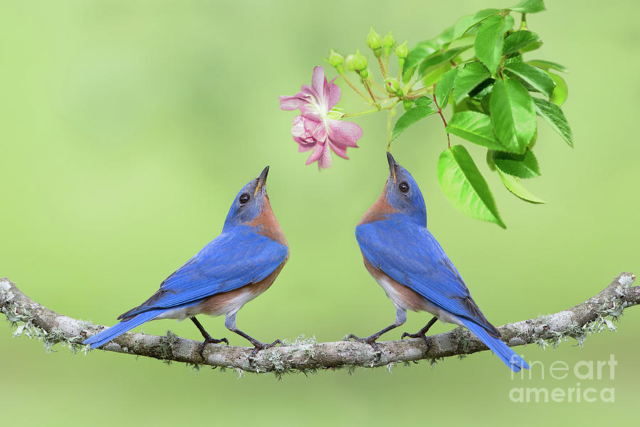 Bluebirds with Rose Photograph by Bonnie Barry
