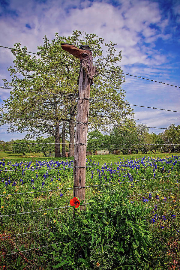 Bluebonnets and Red Poppy Boot on the Willow City Loop Photograph by Lynn Bauer