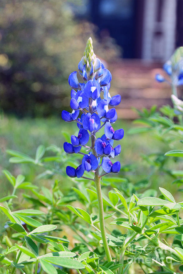 Bluebonnet at Historic House Photograph by Catherine Sherman