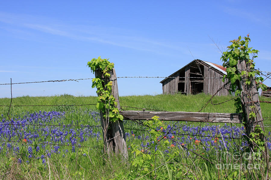 Bluebonnet Barn Photograph by Jerry Bunger
