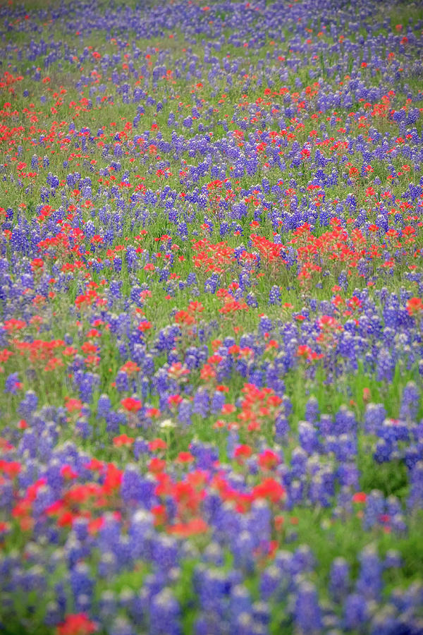 Bluebonnets and Paintbrushes Photograph by Johnny Boyd