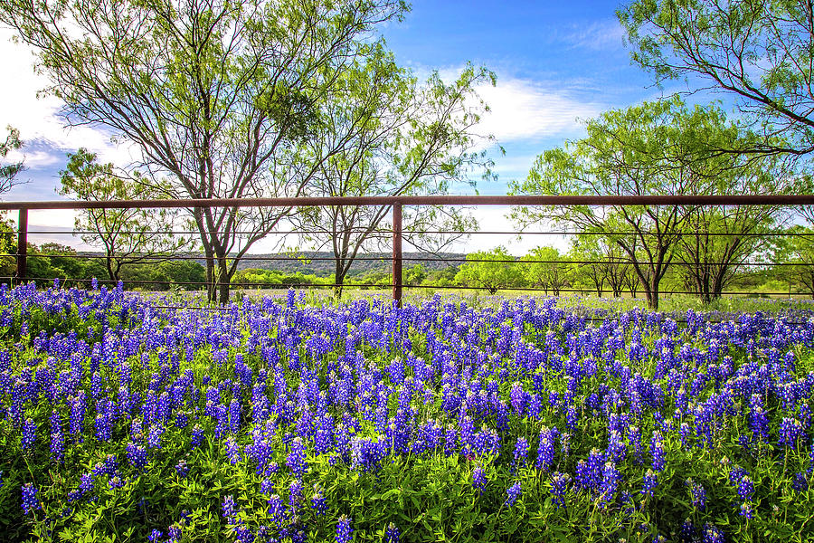 Bluebonnet Bliss on the Willow City Loop Photograph by Lynn Bauer