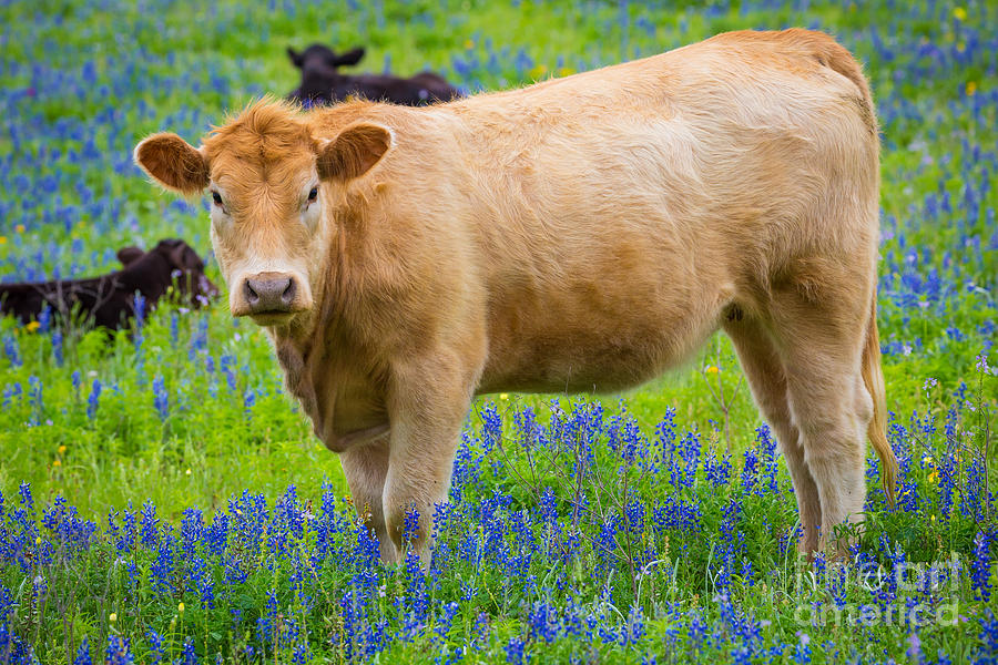 Bluebonnet Cow Photograph by Inge Johnsson
