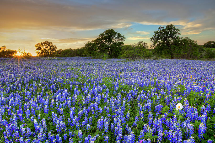 Bluebonnet Evening of Perfection in the Texas Hill Country 1 Photograph ...