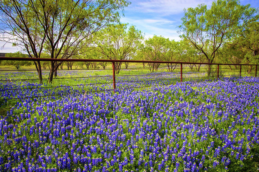 Nature Photograph - Bluebonnet Fenceline on the Willow City Loop by Lynn Bauer