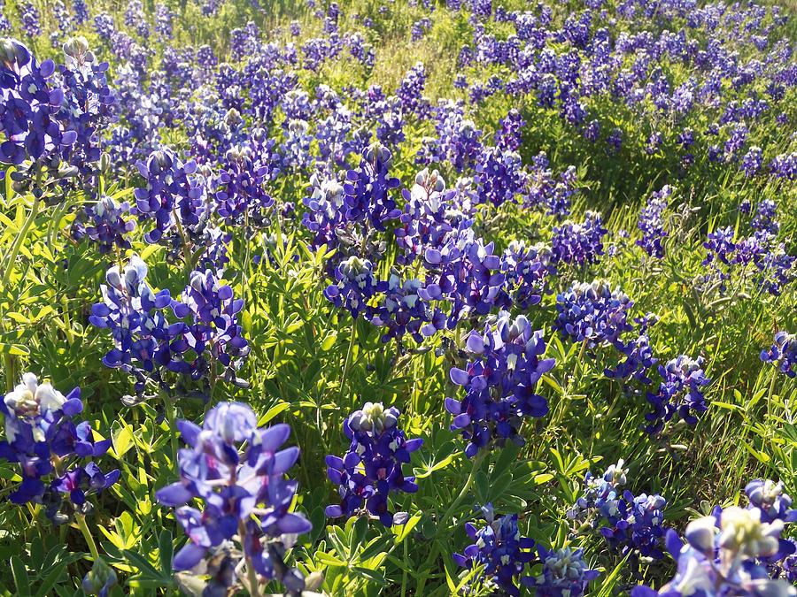 Bluebonnet Fields Forever Photograph by Karen Kennedy Chatham