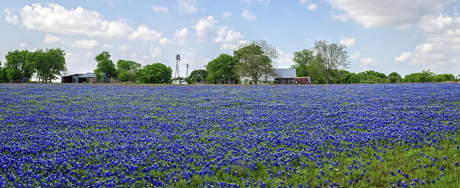 Bluebonnet Heaven Panorama in Round Rock Photograph by Lynn Bauer