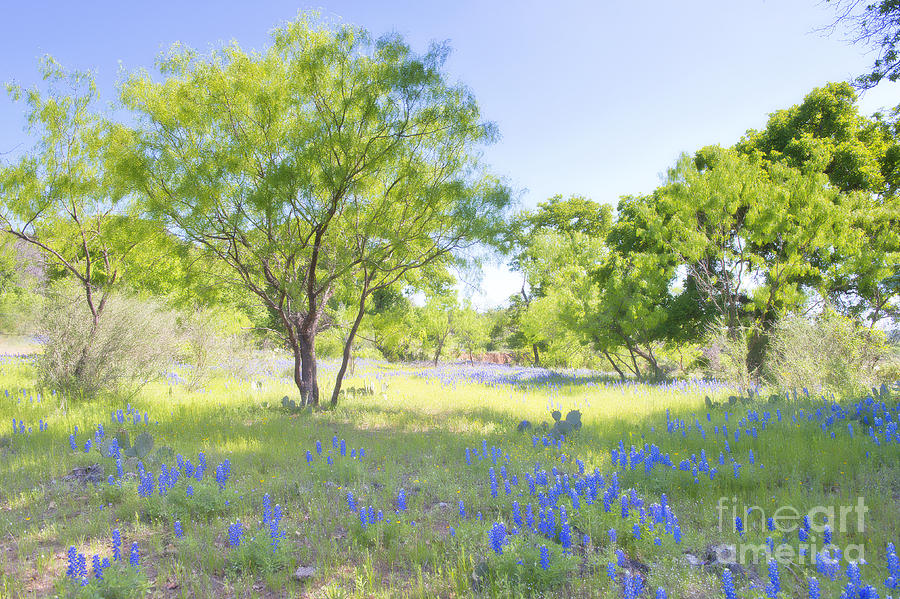 Bluebonnet Meadow Photograph by Bonnie Barry