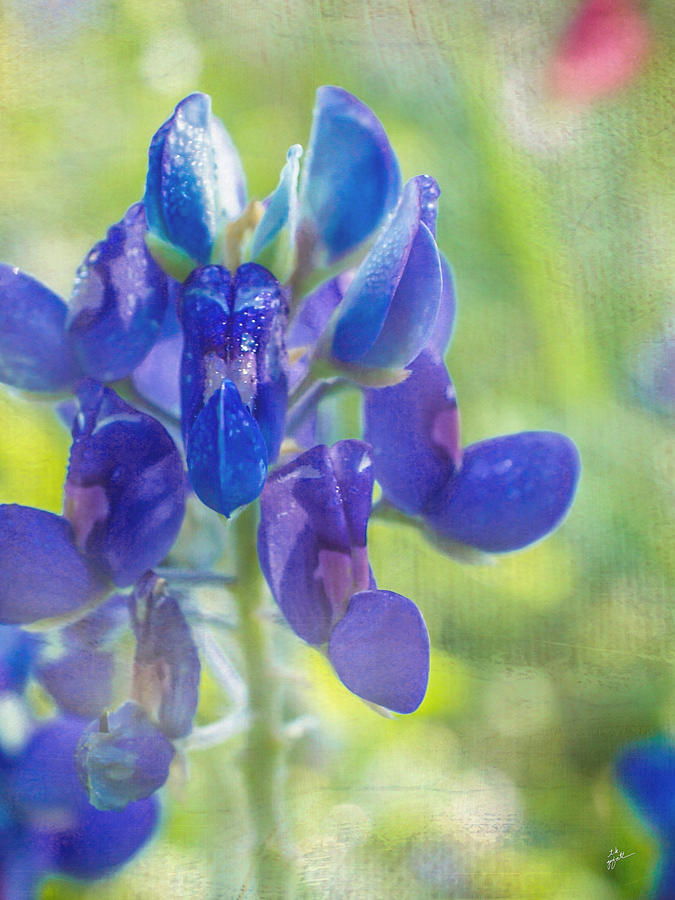 Bluebonnet of Texas Photograph by TK Goforth