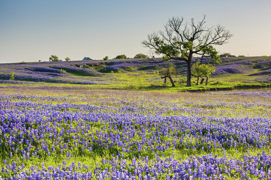 Bluebonnet or Lupine wildflowers filed in Ennis Texas Photograph by Kan ...