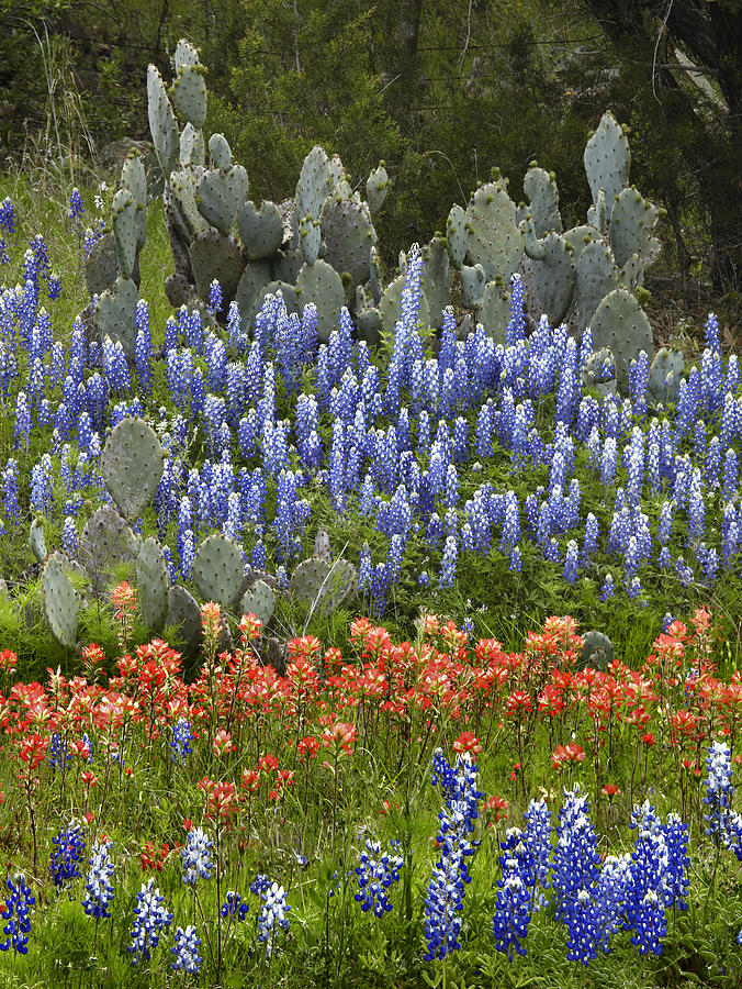 Flower Photograph - Bluebonnet Paintbrush and Prickly Pear by Tim Fitzharris
