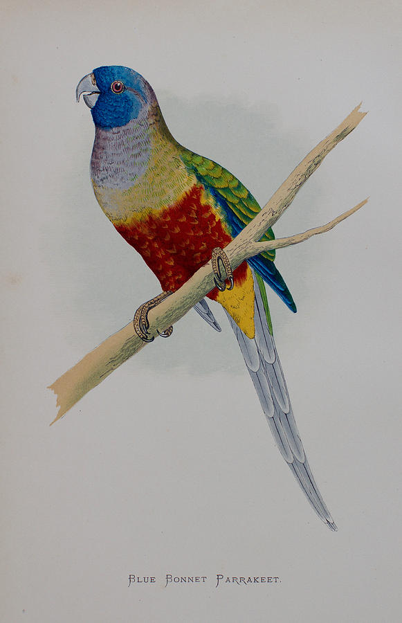 Parrot Drawing - Bluebonnet Parrot - 1884 by Greenes Parrots